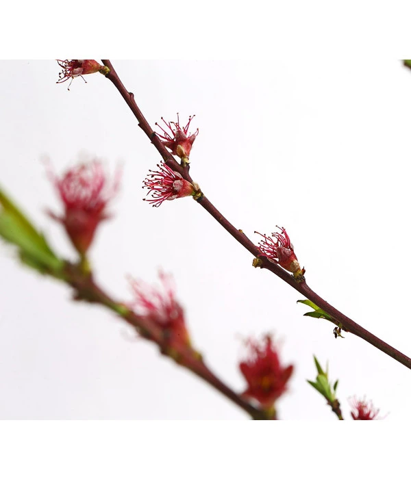 Dehner Pfirsich 'Benedicte' – Bild 3