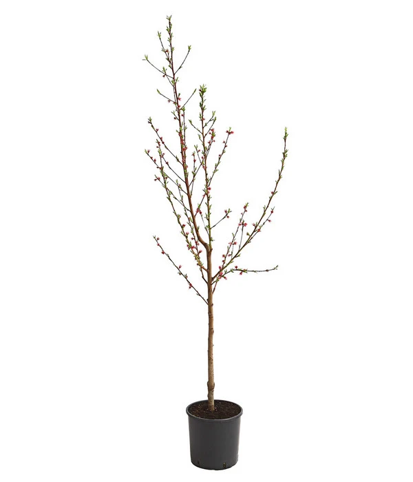 Dehner Pfirsich 'Benedicte' – Bild 2