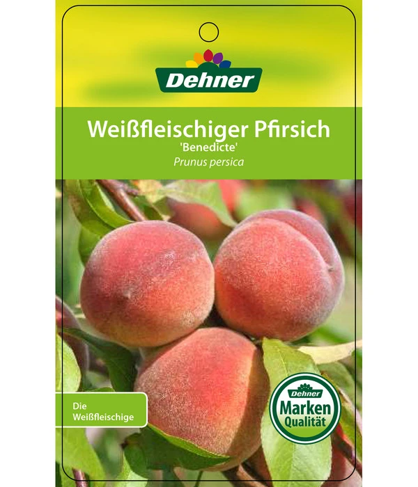 Dehner Pfirsich 'Benedicte' – Bild 4