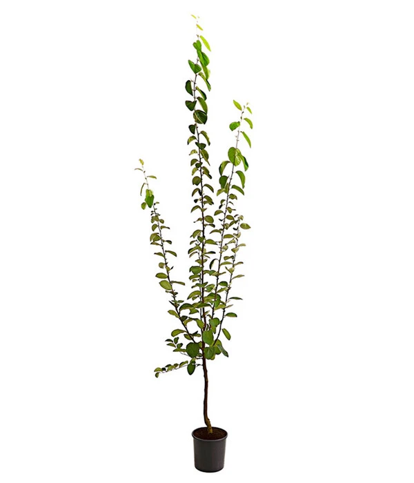 Birnenquitte – Bild 2