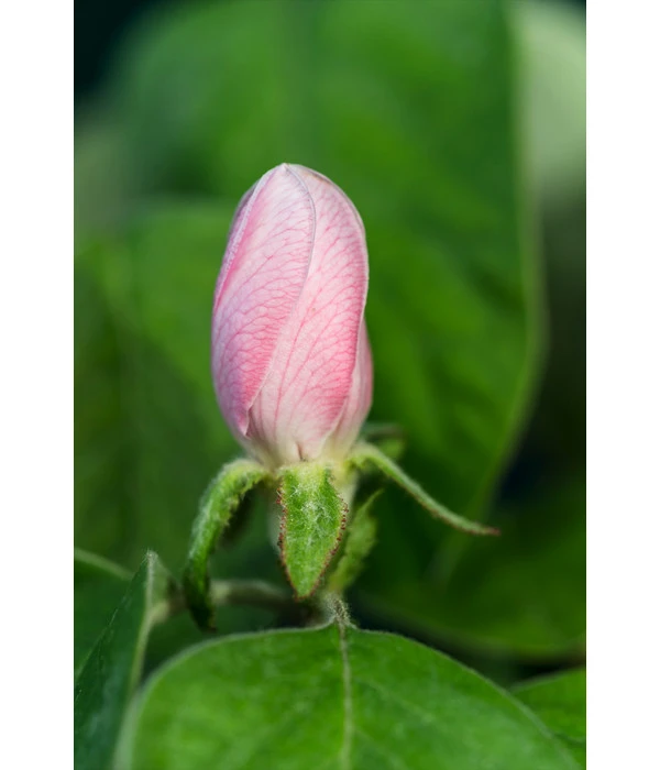 Birnenquitte – Bild 6