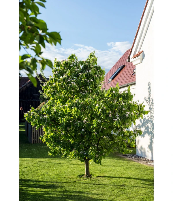 Birnenquitte – Bild 7