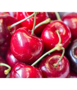 Bio Süßkirsche 'Kordia'