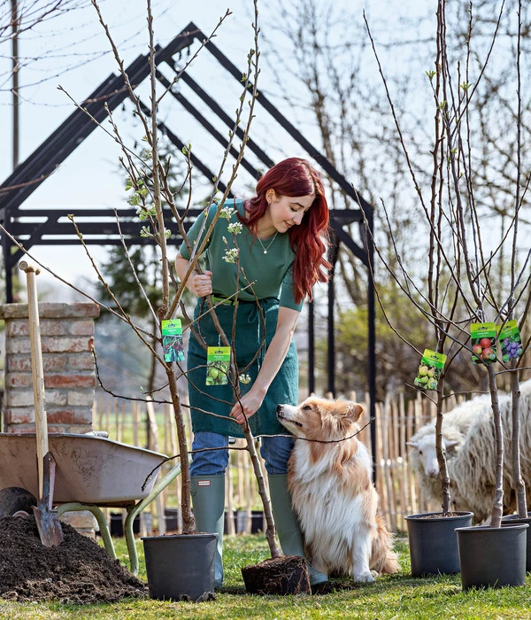 Bio Winterapfel 'Cox Orange Pippin' – Bild 2