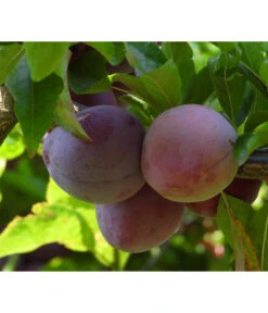 Bio Pflaume 'Opal'
