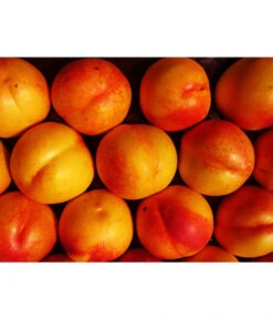 Nektarine 'Crimson Gold'