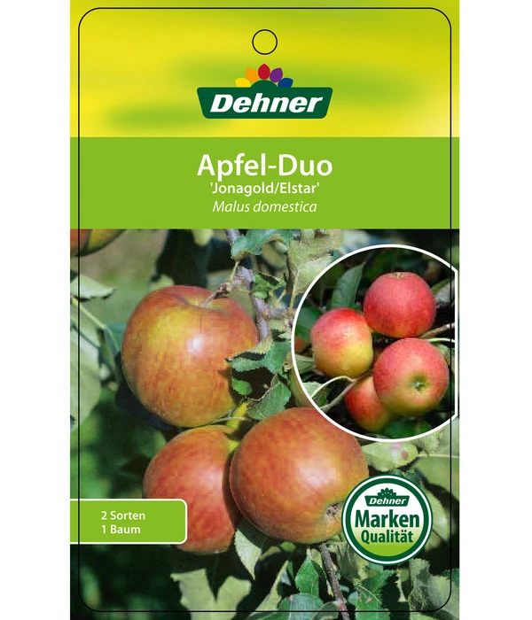 Apfel-Duo 'Jonagold'/'Elstar' – Bild 4