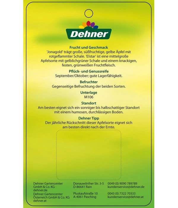 Apfel-Duo 'Jonagold'/'Elstar' – Bild 5