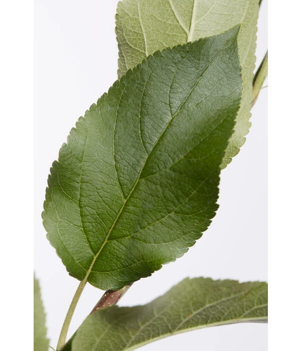 Apfel-Duo 'Jonagold'/'Elstar' – Bild 3