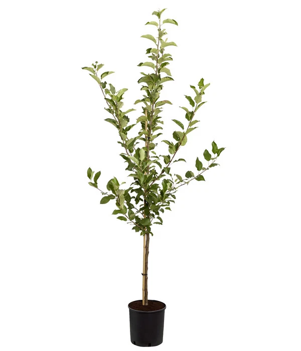 Apfel-Duo 'Jonagold'/'Elstar' – Bild 2