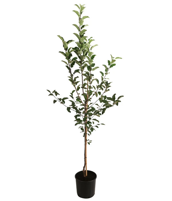 Apfel-Duo 'Gala'/'Elstar' – Bild 2