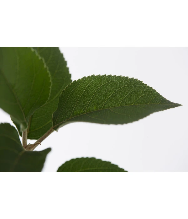 Winterapfel 'Goldparmäne' – Bild 4