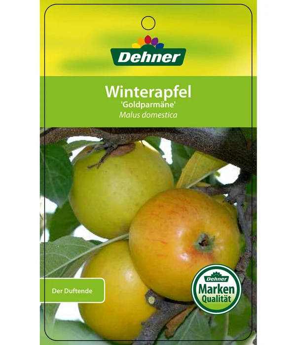 Winterapfel 'Goldparmäne' – Bild 5