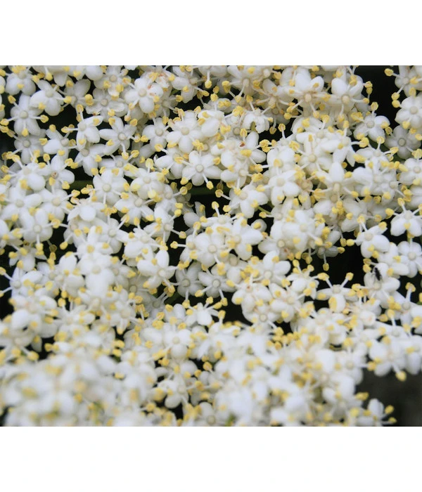 Großfruchtiger Holunder 'Haschberg' – Bild 4