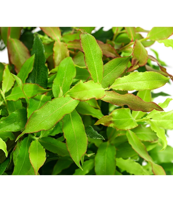 4-Monats-Heidelbeere 'Lucky Berry®' – Bild 4