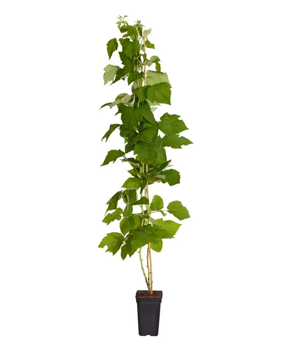 Dehner Gourmet Garten Himbeere 'Homecane®' – Bild 2