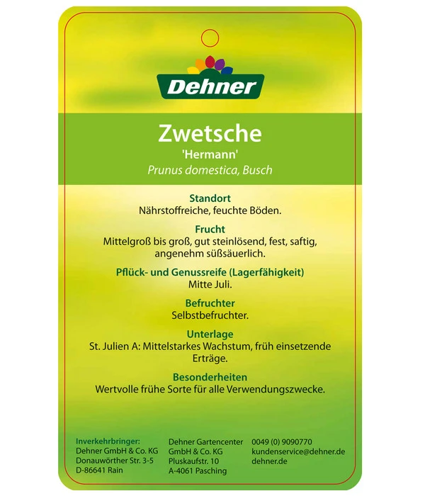Zwetschge 'Hermann' – Bild 3