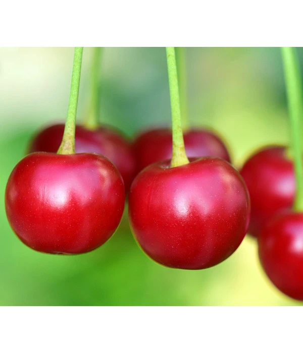 Säulenkirsche 'Victoria' – Bild 2