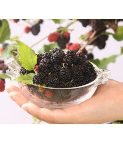 Maulbeere 'Mojo Berry'