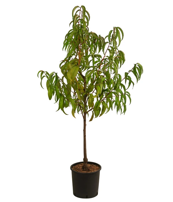 Nektarine 'Fantasia' – Bild 2