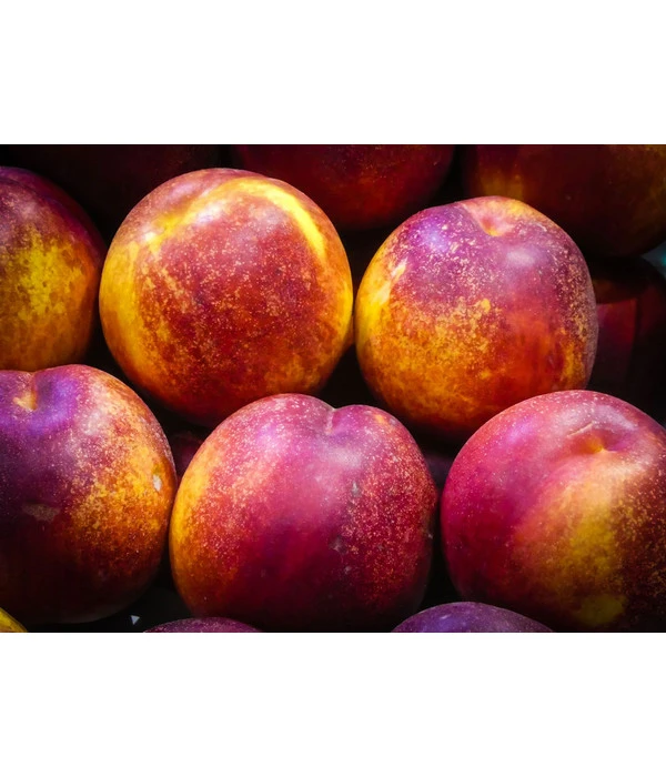 Nektarine 'Fantasia' – Bild 3
