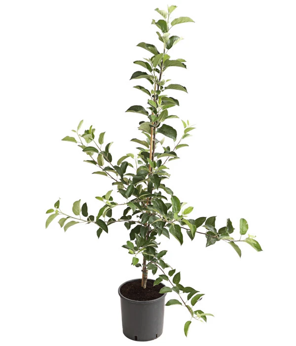 Apfelbäume In Sorten, Einjährige Veredelung – Bild 2