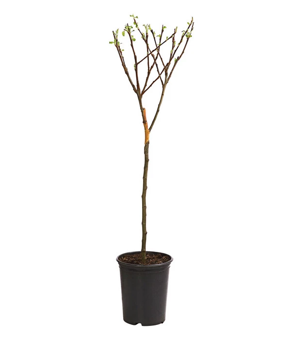 Zwergapfel – Bild 2