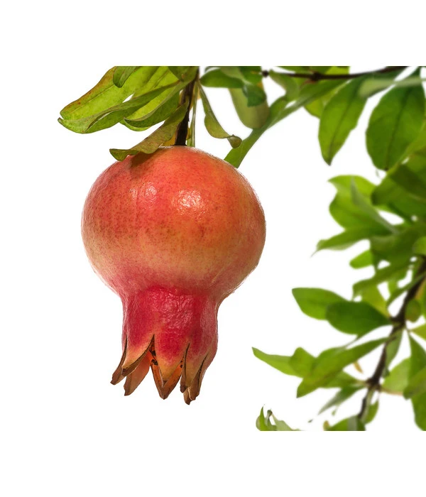 Granatapfel – Bild 3