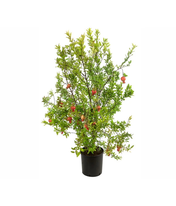 Granatapfel – Bild 2