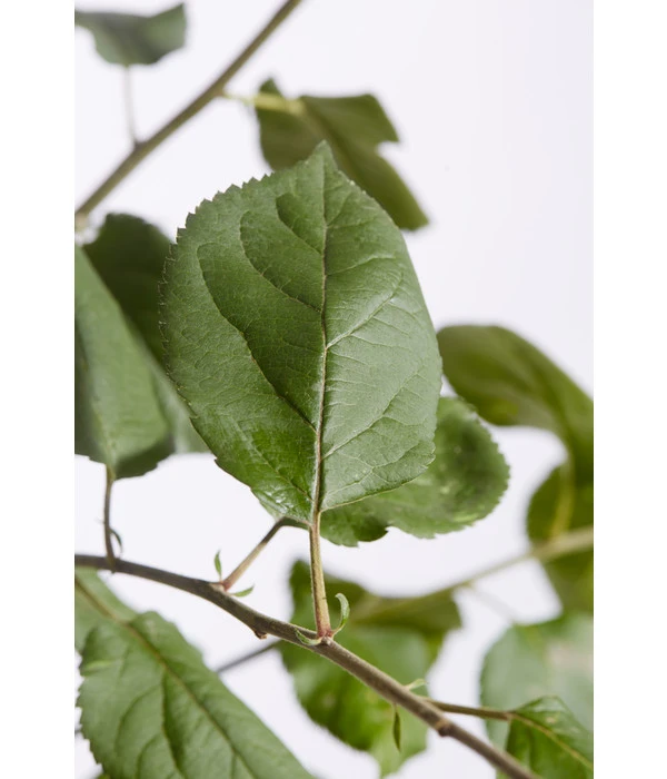 Winterapfel 'Roter Boskoop' – Bild 5