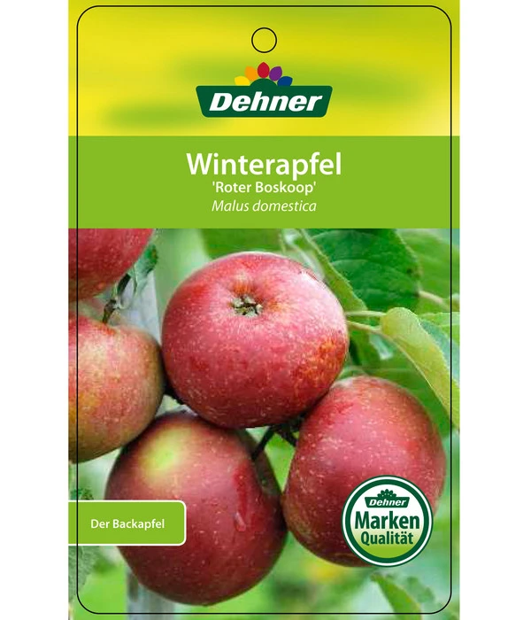 Winterapfel 'Roter Boskoop' – Bild 6