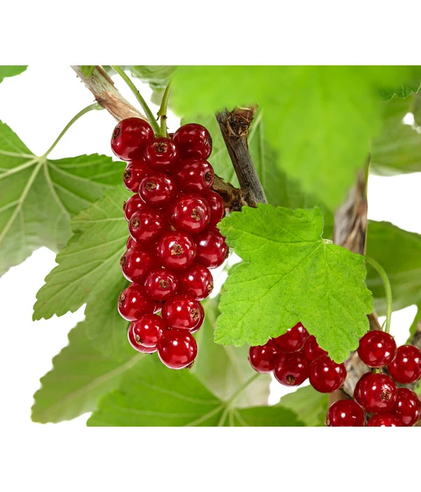 Rote Säulenjohannisbeere – Bild 2