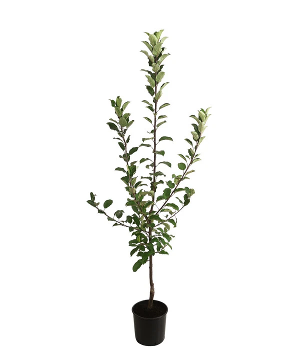 Allergikerapfel 'Santana' – Bild 3