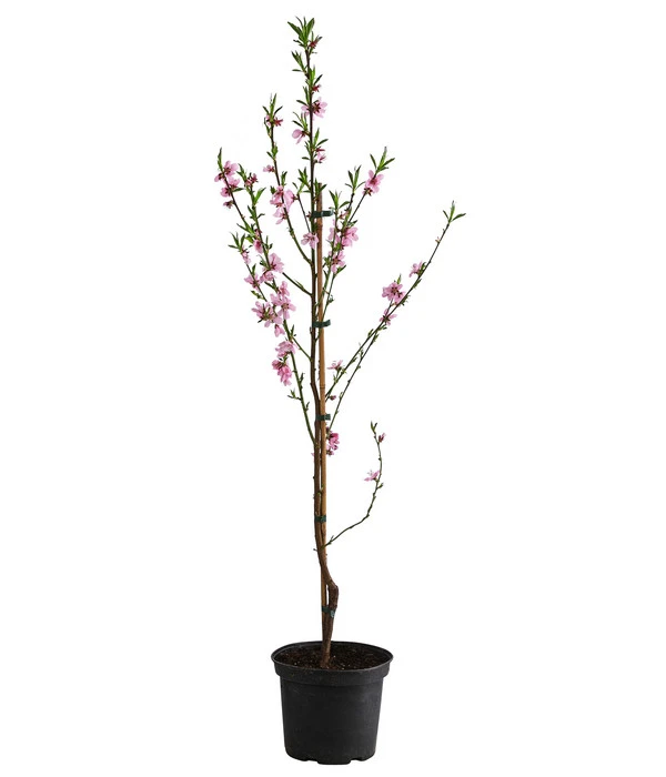 Säulenpfirsich 'Aida' – Bild 2