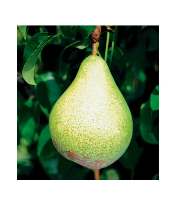 Säulenbirne 'Condo' – Bild 3