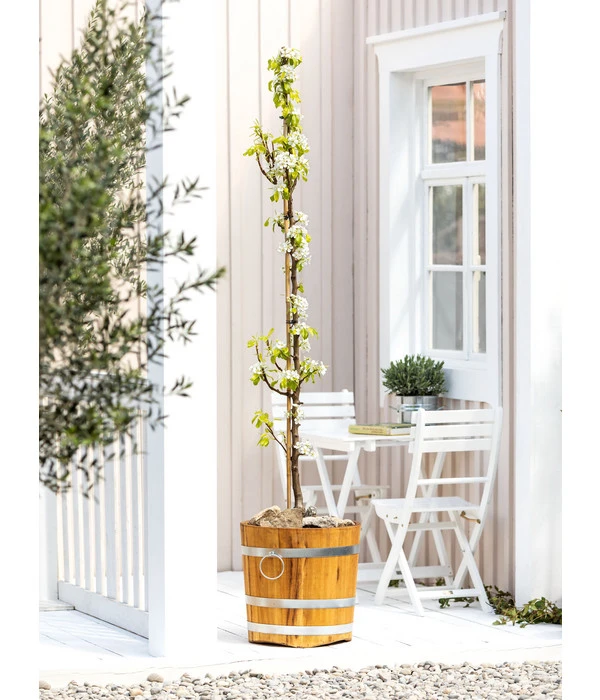 Säulenbirne 'Condo' – Bild 2