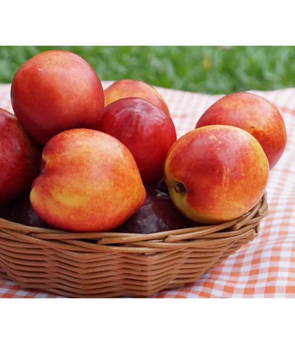 Nektarine 'Snow Queen'