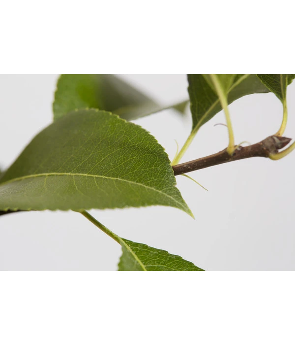 Süßkirsche 'Sunburst' – Bild 4