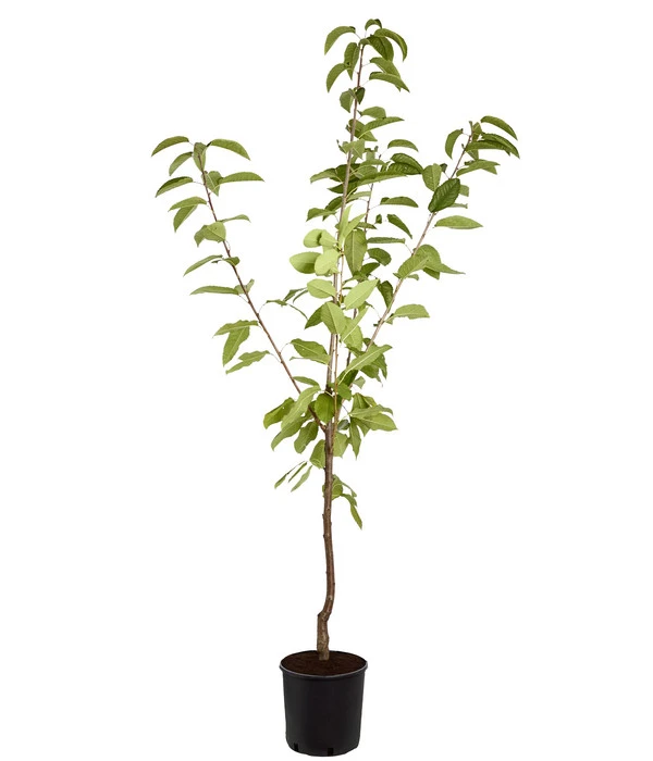 Süßkirsche 'Sunburst' – Bild 2