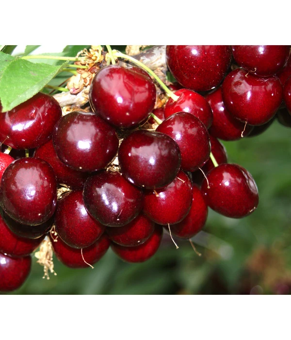 Süßkirsche 'Sunburst' – Bild 3