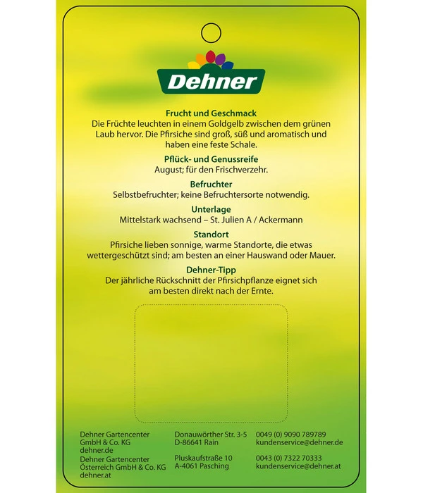 Pfirsich 'Suncrest' – Bild 4