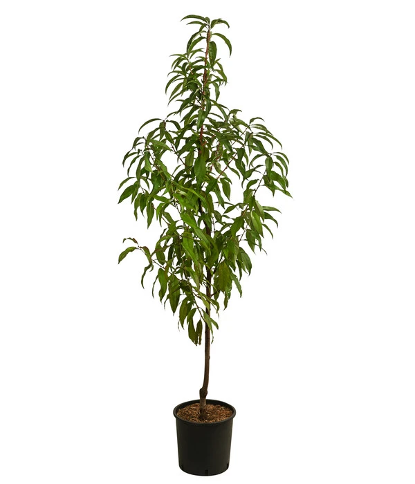 Pfirsich 'Suncrest' – Bild 2