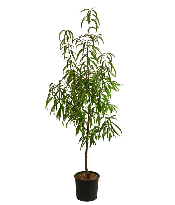 Tellernektarine – Bild 2