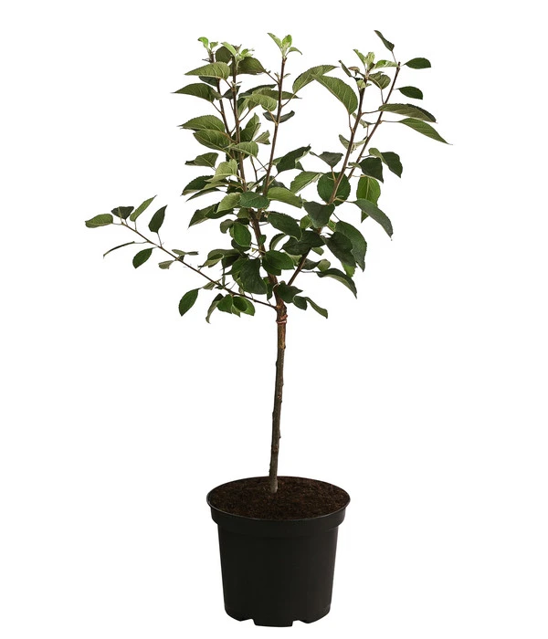 Apfel 'Vampira' – Bild 2