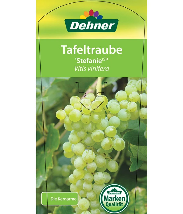 Tafeltraube 'Stefanie' – Bild 3