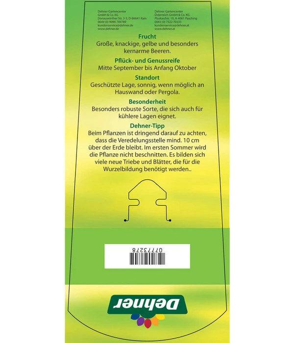 Tafeltraube 'Stefanie' – Bild 4