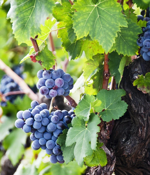 XXL Weinrebenstamm, Ca. 200-220 Cm, Verschiedene Sorten – Bild 3