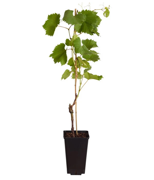 Tafeltraube 'Stefanie' – Bild 2