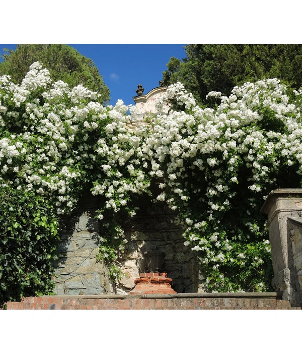 Kletterrose 'Uetersener Klosterrose®' – Bild 2