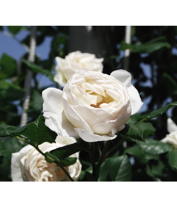 Kletterrose 'Uetersener Klosterrose®' – Bild 3